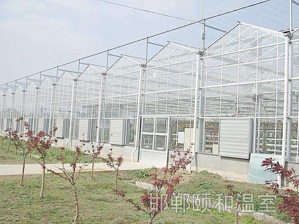 连栋玻璃温室 (11)